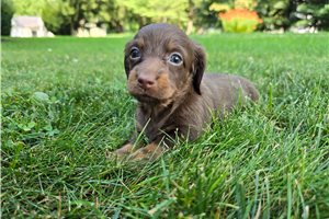 Moki - puppy for sale
