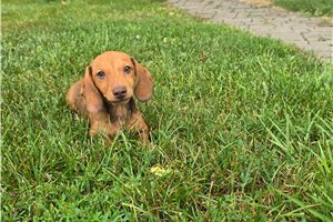 Cappuccino - Dachshund, Mini for sale