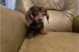 Montague - Dachshund, Mini for sale