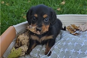 Othello - puppy for sale