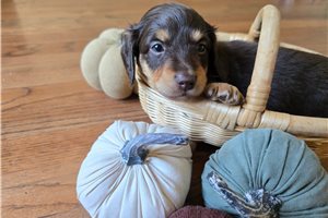 Woody - puppy for sale