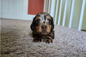 Donna - Dachshund, Mini for sale