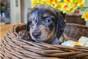 Linus - puppy for sale