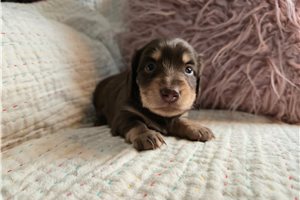 Helena - Dachshund, Mini for sale