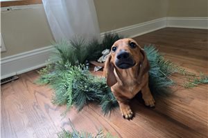 Coffee - puppy for sale