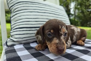 Huckleberry - puppy for sale