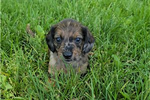 Latte - puppy for sale