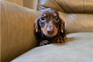 Mona - Dachshund, Mini for sale