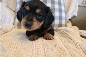 Luna - Dachshund, Mini for sale
