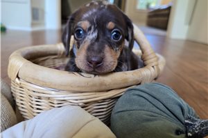 Jesse - puppy for sale