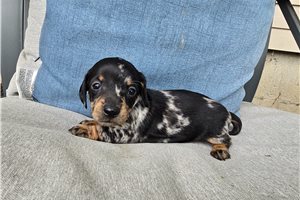 Manhattan - puppy for sale