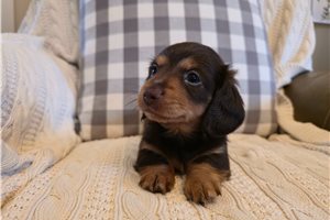 Lottie - puppy for sale