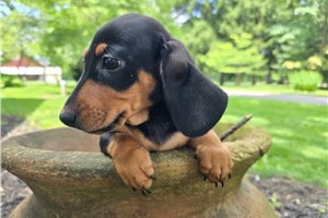 Nitro - Dachshund, Mini for sale