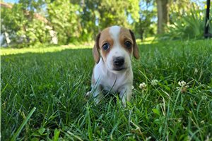 Marigold - puppy for sale