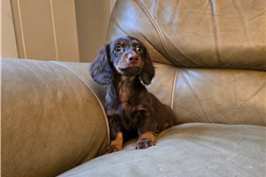 Moki - Dachshund, Mini for sale
