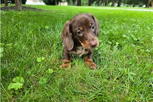 Damien - Dachshund, Mini for sale