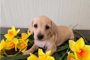 Kora - puppy for sale