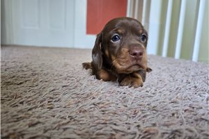 Damien - Dachshund, Mini for sale