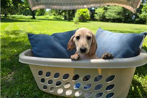 Konner - Dachshund, Mini for sale