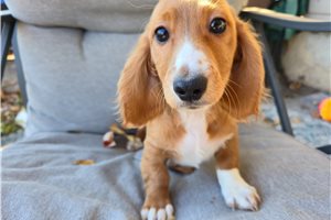 Oscar - Dachshund, Mini for sale