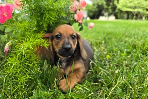 Coffee - Dachshund, Mini for sale