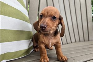 Cappuccino - Dachshund, Mini for sale