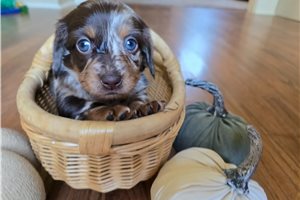 Peep - Mini Dachshund for sale