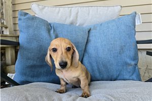 Kyle - Dachshund, Mini for sale