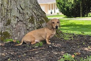 Kyle - Dachshund, Mini for sale