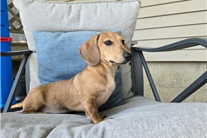 Kyle - Dachshund, Mini for sale