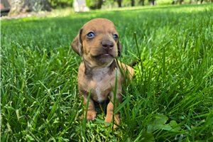 Cappuccino - puppy for sale
