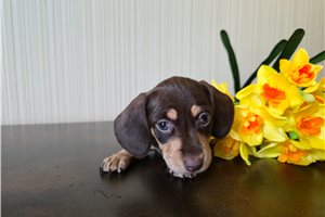Kassidy - Dachshund, Mini for sale