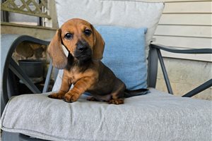Coffee - Dachshund, Mini for sale