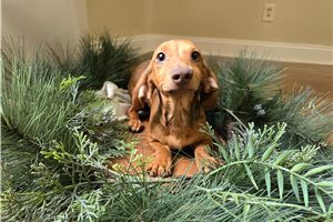 Cappuccino - Mini Dachshund for sale