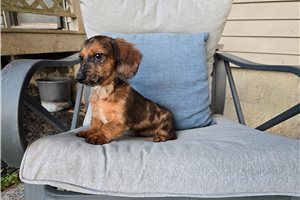 Latte - Dachshund, Mini for sale