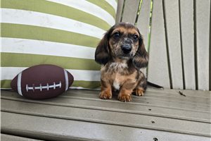 Latte - Dachshund, Mini for sale