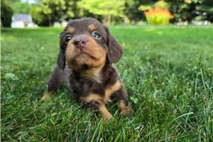 Molly - puppy for sale