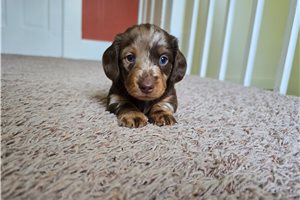 Danielle - Dachshund, Mini for sale