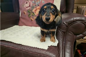 Orla - puppy for sale