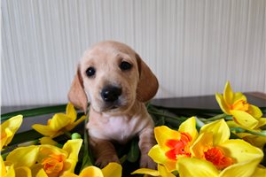 Konner - puppy for sale