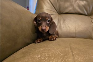 Momo - Dachshund, Mini for sale