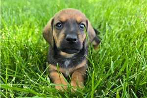 Coffee - Dachshund, Mini for sale