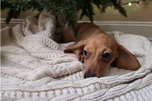 Paige - Dachshund, Tweenie for sale