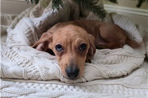 Poppy - Dachshund, Tweenie for sale