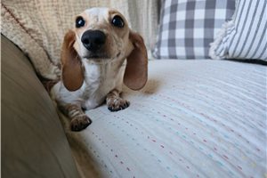 Norah - Dachshund, Tweenie for sale