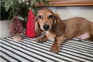 Patrick - Dachshund, Tweenie for sale