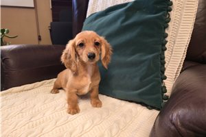 Nola - puppy for sale