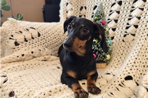 Frances - Dachshund, Tweenie for sale