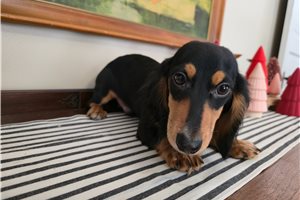 Perseus - Dachshund, Tweenie for sale