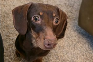 Charlotte - Dachshund, Tweenie for sale